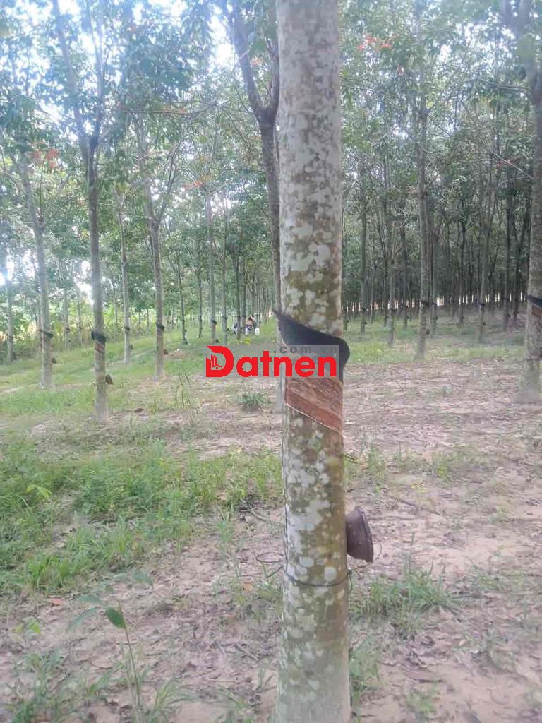 Cần bán 49500m2 cao su đang khai thác suối ngô, Tây Ninh