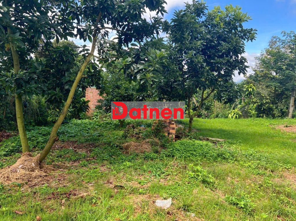 Bán đất tặng nhà C4 - Hơn 2 sào trồng cây ăn trái có sẵn thổ cư giá rẻ