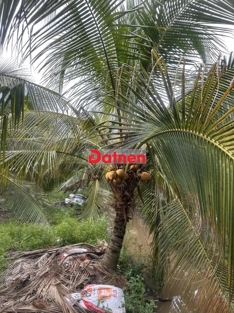 Vườn dừa gần THPT Tân Hiệp THÂN CỬU NGHĨA-Ch.Thành oto 676 m2 1ty50tr