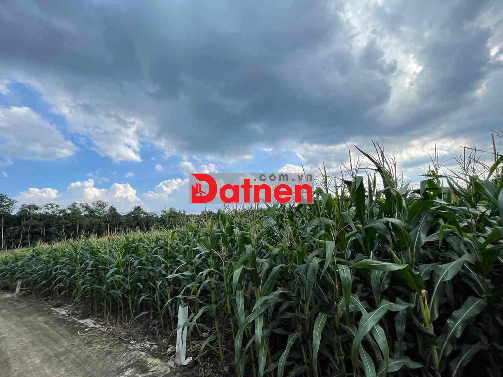 🌳 ĐẤT 8.252 m² – XÃ XUÂN TÂY, HUYỆN CẨM MỸ, ĐỒNG NAI Đất ở🌳