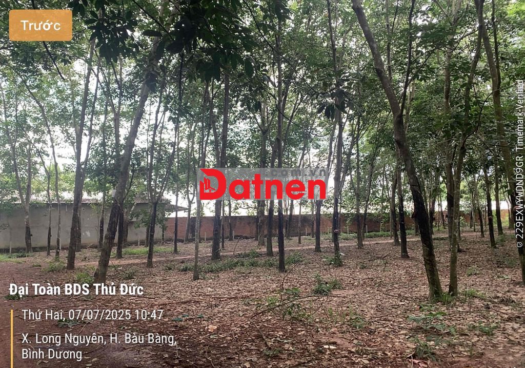 🌟 CHÍNH CHỦ BÁN 3 LÔ ĐẤT CLN – XÃ LONG NGUYÊN, BÀU BÀNG 🌟