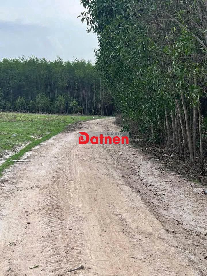 Bán đất 10000m2 (50m x 200m) Nguyễn Minh Châu, La Gi, Giá bán 2,6 tỷ.