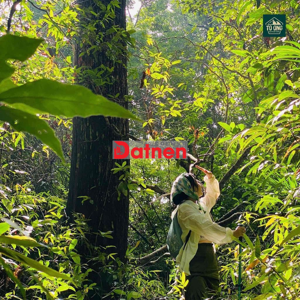 Cần bán 3 lô đất Bình Thuận trồng Xà Cư 20 năm lưng tựa núi mặt biển