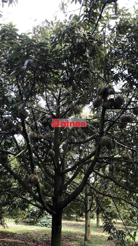 Bán 2,5 ha sầu riêng thu nhập ổn định