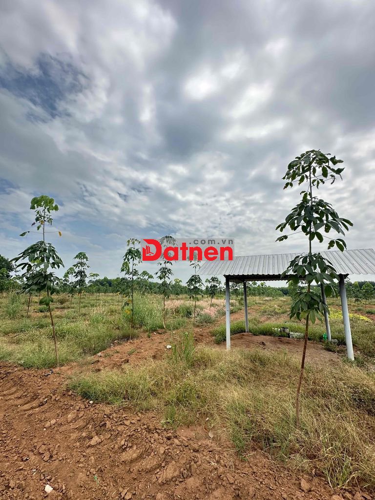 - 2Ha ĐẤT TRỒNG CÂY CAO SU PHƯỚC HOÀ