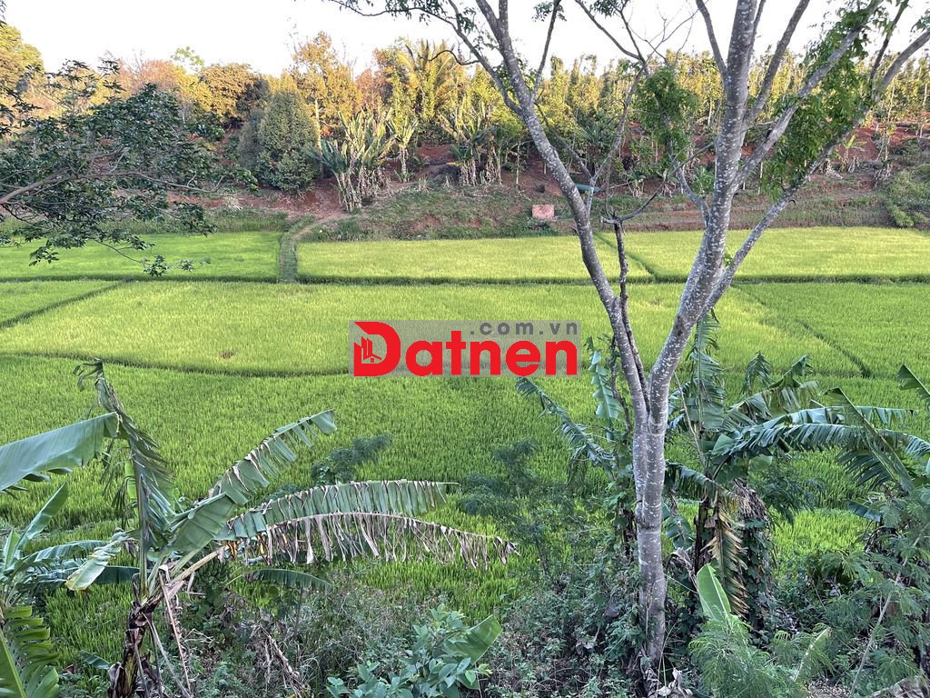 💥Đất TC 400m2,Tổng 4,2 sào,View Lúa,ngay Eco City,hẻm Nguyễn Chí Thanh