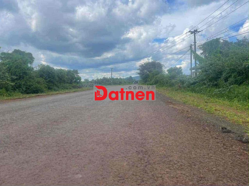 Cần bán đất thổ đang trồng sầu 2800m2 tại Chư Prông, Gia Lai. 1 TỶ 995