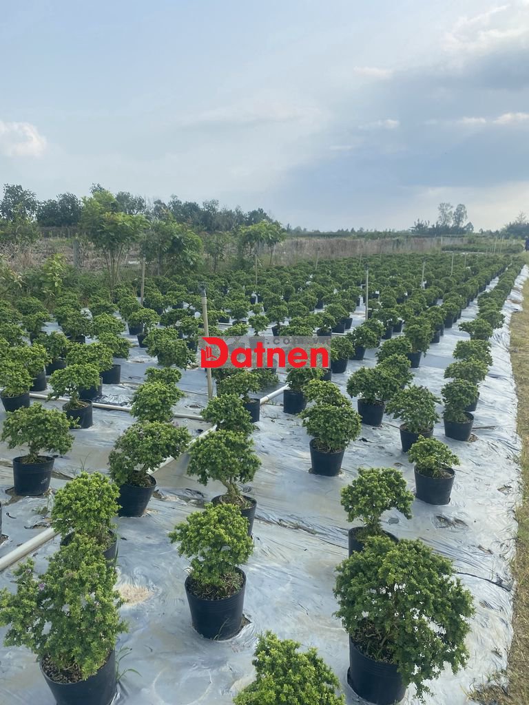 Chỉ 3 triệu/m2 đất thổ mặt tiền 852B, Sa Đéc Đồng Tháp, DT: 3124m2