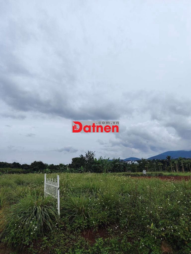 Đất trong khu dân cư cách nhựa 500m