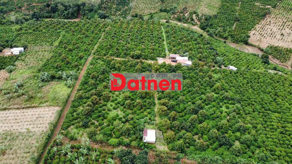 đất rẫy chư sê gia lai