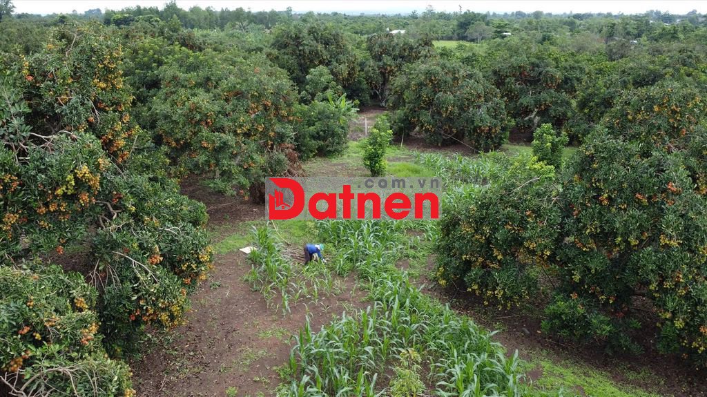 🏡 SỞ HỮU NHÀ VƯỜN NGAY GẦN TP.HCM, ĐẤT ĐỎ BAZAN MÀU MỠ, CHỈ 1.2 TỶ/SÀO