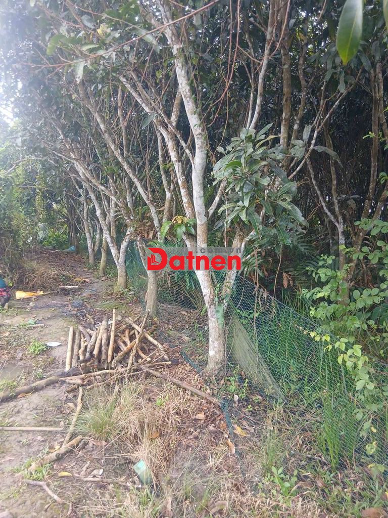 1tr2m² đất vườn kv Ba Láng Cần Thơ