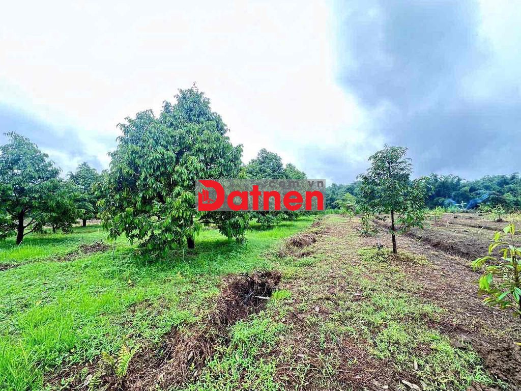 bán đất đang có sẵn cây sầu riêng