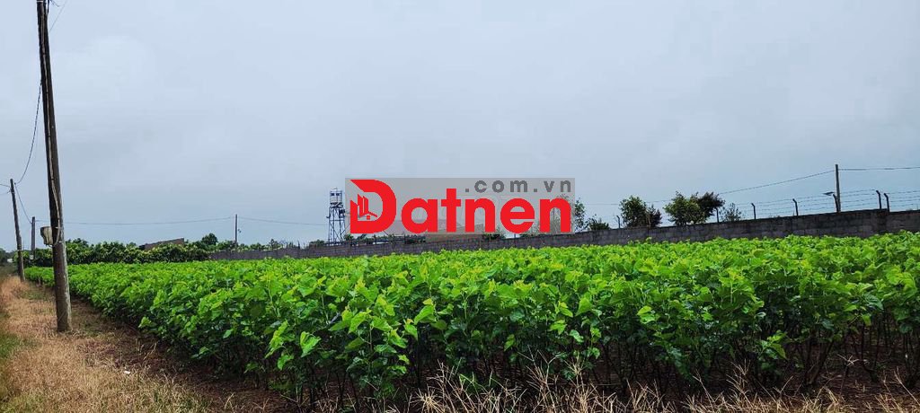 ĐẤT ĐẸP GIÁ CỰC NGỘP HẺM TẢN ĐÀ BẢO LỘC