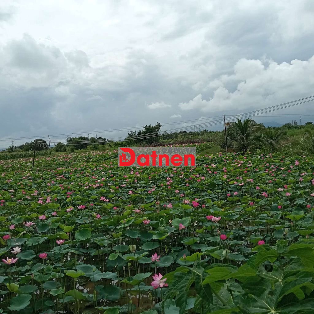 Đất mặt tiền nhựa thị trấn Ma lâm, Bình Thuận