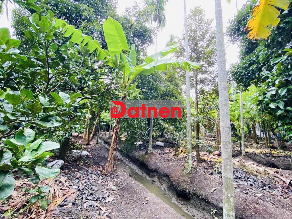 ĐấtVườn AnSơn 19/ KhôngKhí TrongLành ThíchHợp XâyNhàVườn