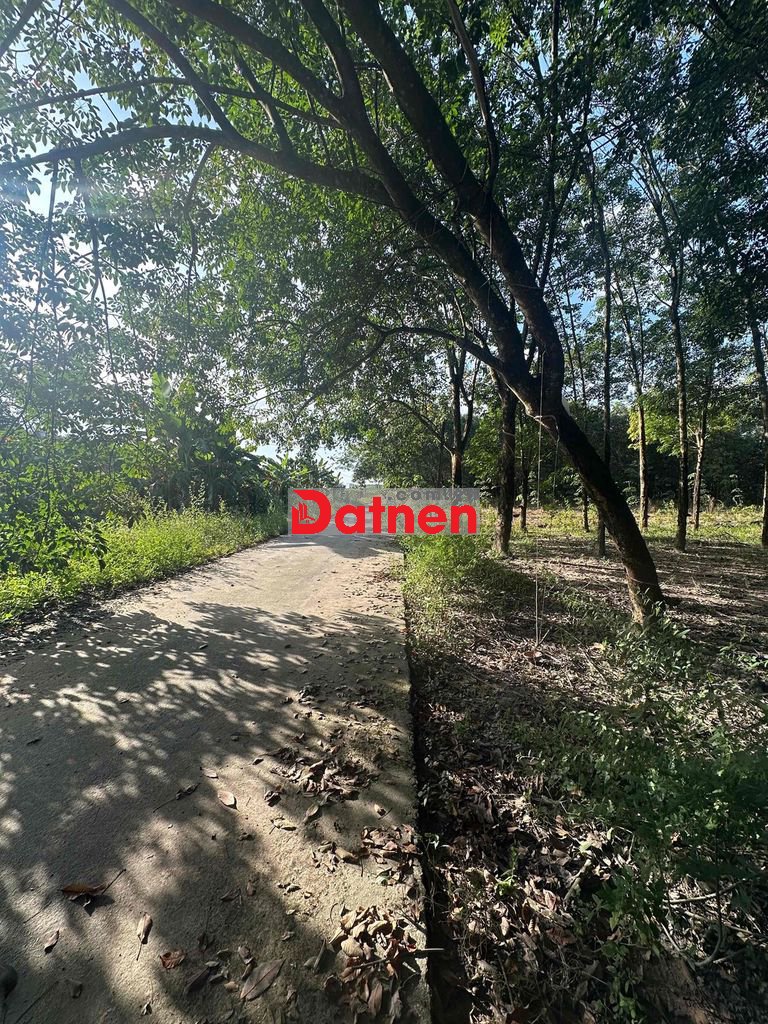 5100m2 cao su P.Chơn Thành BP giá đầu tư