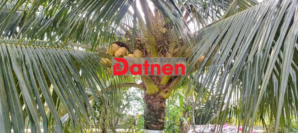 Bán vườn cây 25m×40m đường vườn Thơm xã Bình Lợi HBC