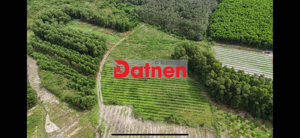 Cần bán 8000m² (8 sào) đất CLN chính chủ.