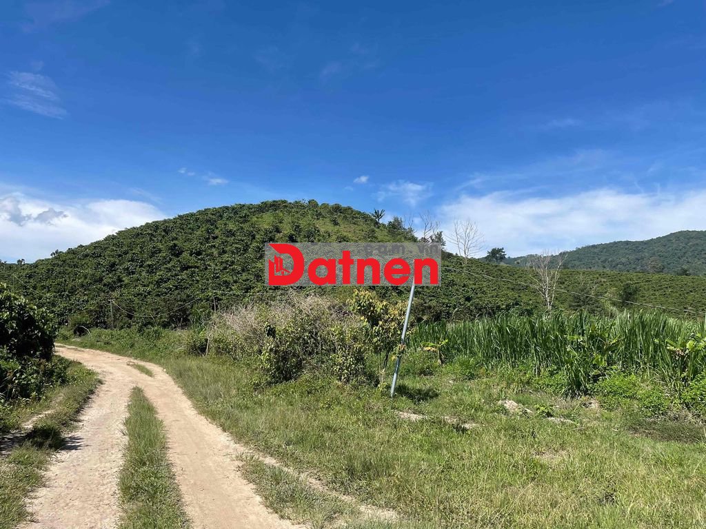 Bán đất trồng cây