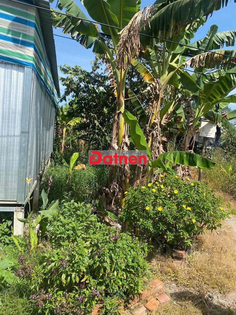 Đất sổ đỏ 279m2 đường hcm ( hết đường n2 gặp ) ,Mỹ Quý,Đồng Tháp