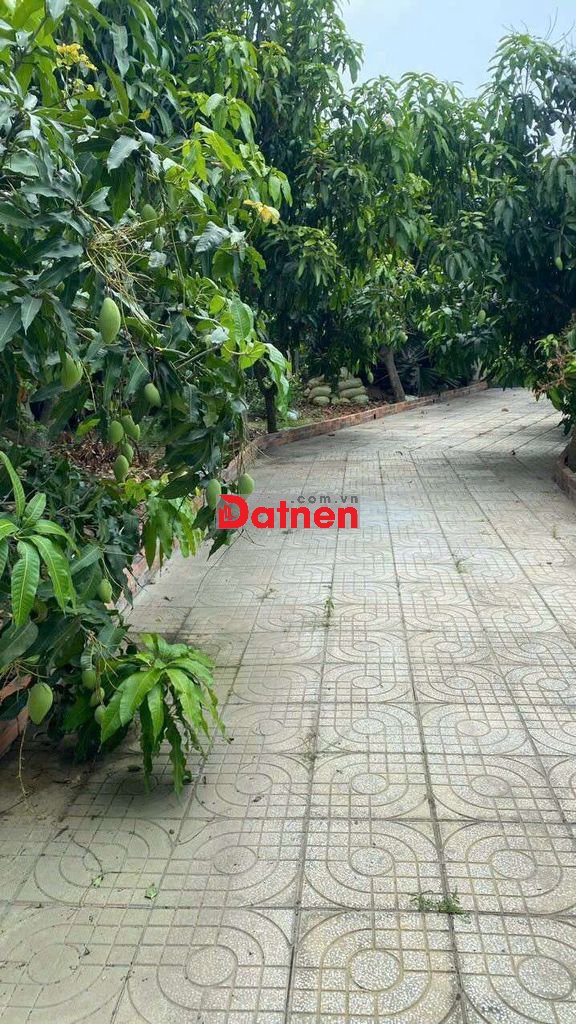 Cần bán Gấp nhà vườn 1.200m Mt kênh C20 có nhà, ao, vườn cây ăn trái