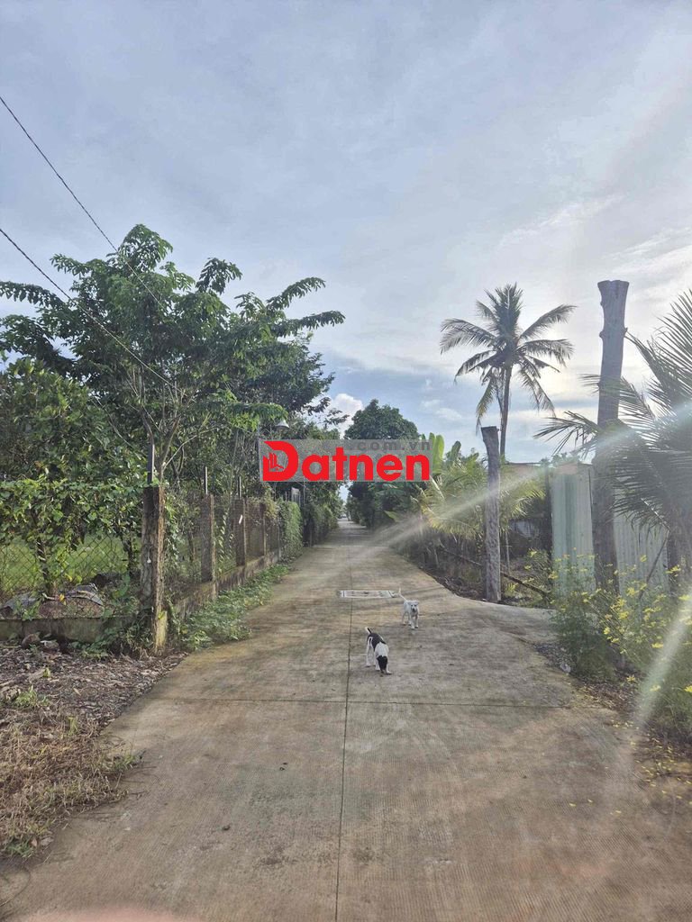 Chính chủ bán đất tốt gần bờ sông Hóc Môn 858m² ngang 25m thổ cư