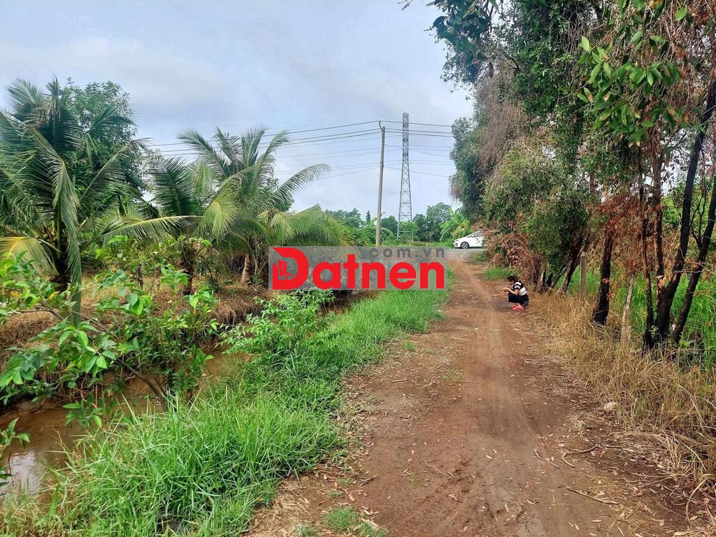 BÁN VƯỜN DỪA CỦ CHI TPHCM