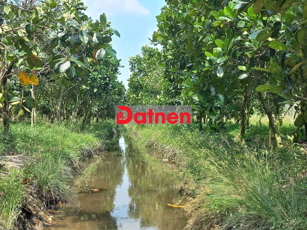 CẦN BÁN 3000M² ĐẤT LUA, CÁCH CẦU CÁI NAI, QL1A KHOẢNG 3KM