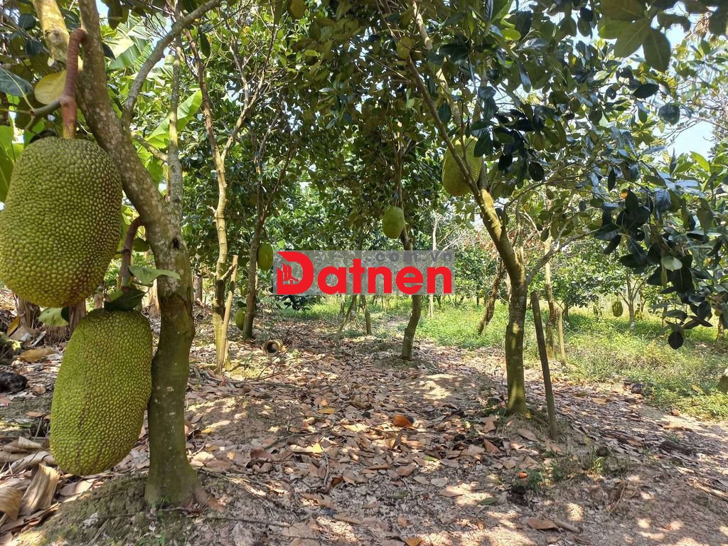 Bán đất 1500m2 - Cái Răng, Cần Thơ - Cách Đại học Tây Đô khoảng 2km