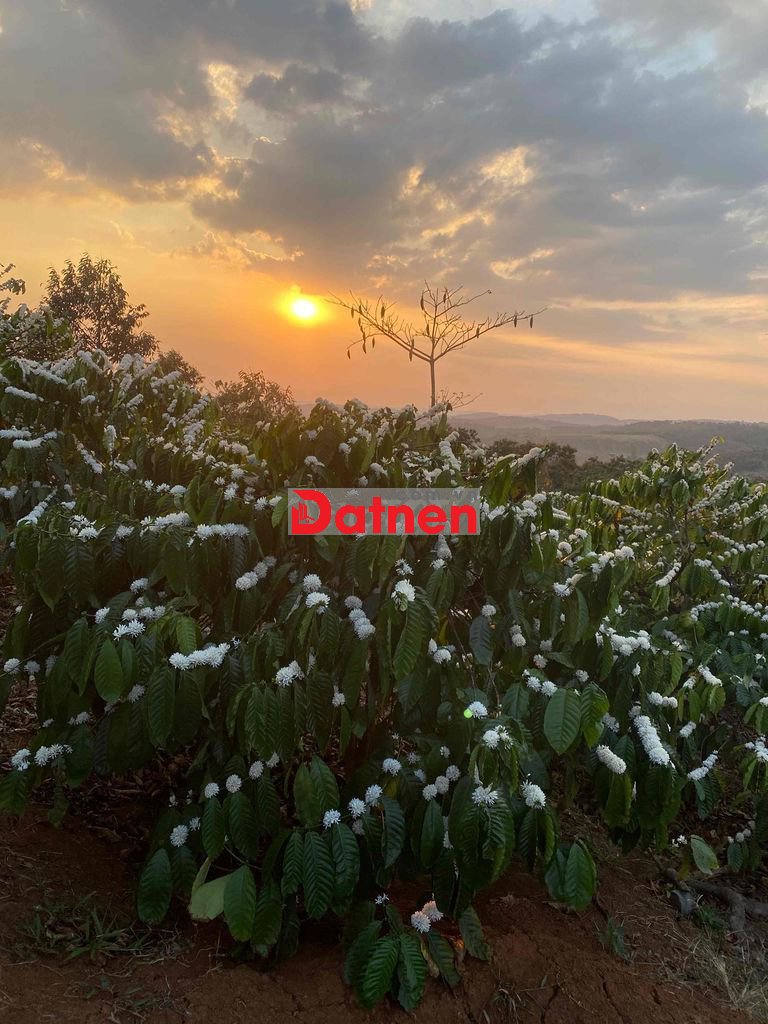 1ha đất bằng lài cà phê xen sầu riêng sổ sách nước nôi đầy đủ.