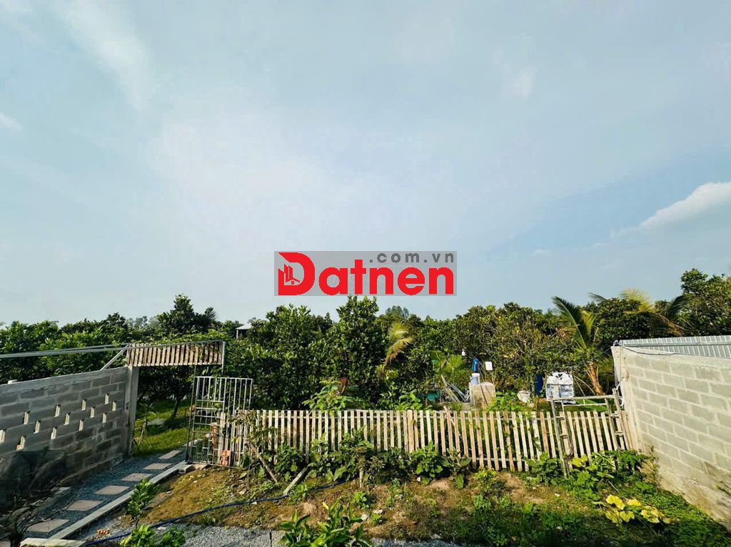 Bán vườn mít ruột đỏ + nhà vila, đường bờ bắc K25,Tháp Mười, Đồng Tháp