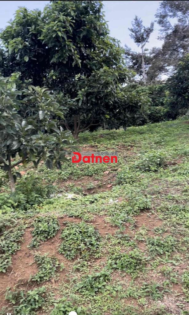 Gấp, đất đẹp, TT TP Bảo Lộc