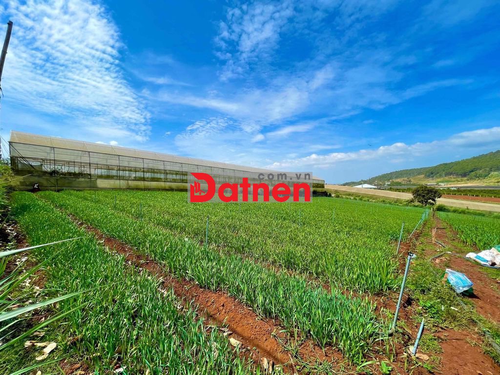 CHÍNH CHỦ CẦN BÁN LÔ ĐẤT ĐẠ RÒN - NGANG 31m SÂU 81m - SÁT NOVAWORLD