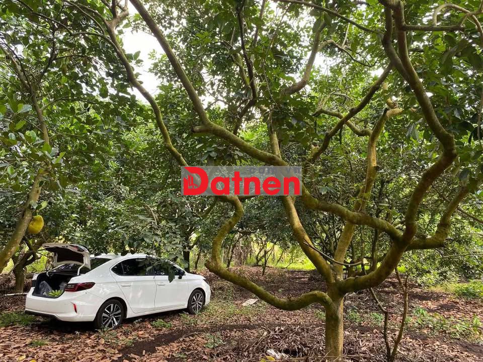 Đất vườn thổ cư 200m2 ngang 30 giá 1tỷ2 Bảo Vinh Long Khánh Đồng Nai