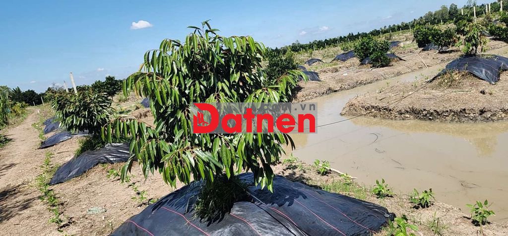 Bán vườn sầu riêng mặt tiền song lớn