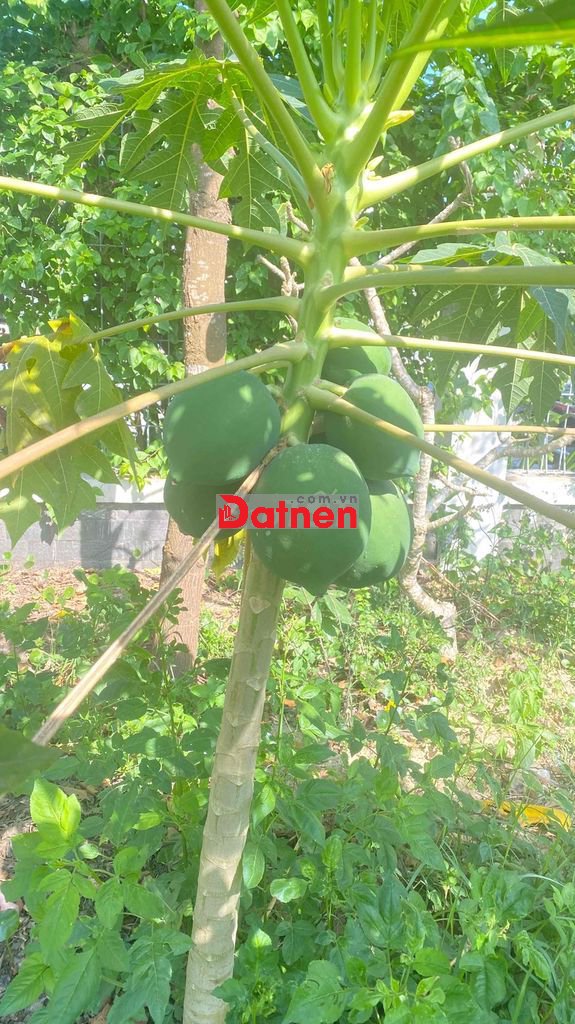 Bê tông Ngân Giang Điện Ngọc sát trần hưng đạo