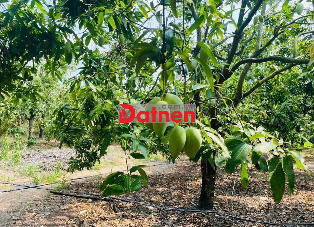 Bán hơn 2Ha điều lâu năm giáp đường/suối cực đẹp