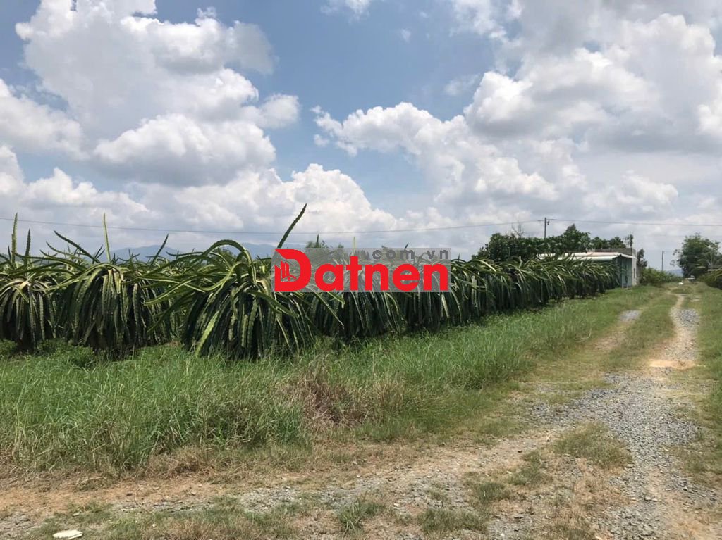 BÁN GẤP ĐẤT THANH LONG HÀM THUẬN NAM