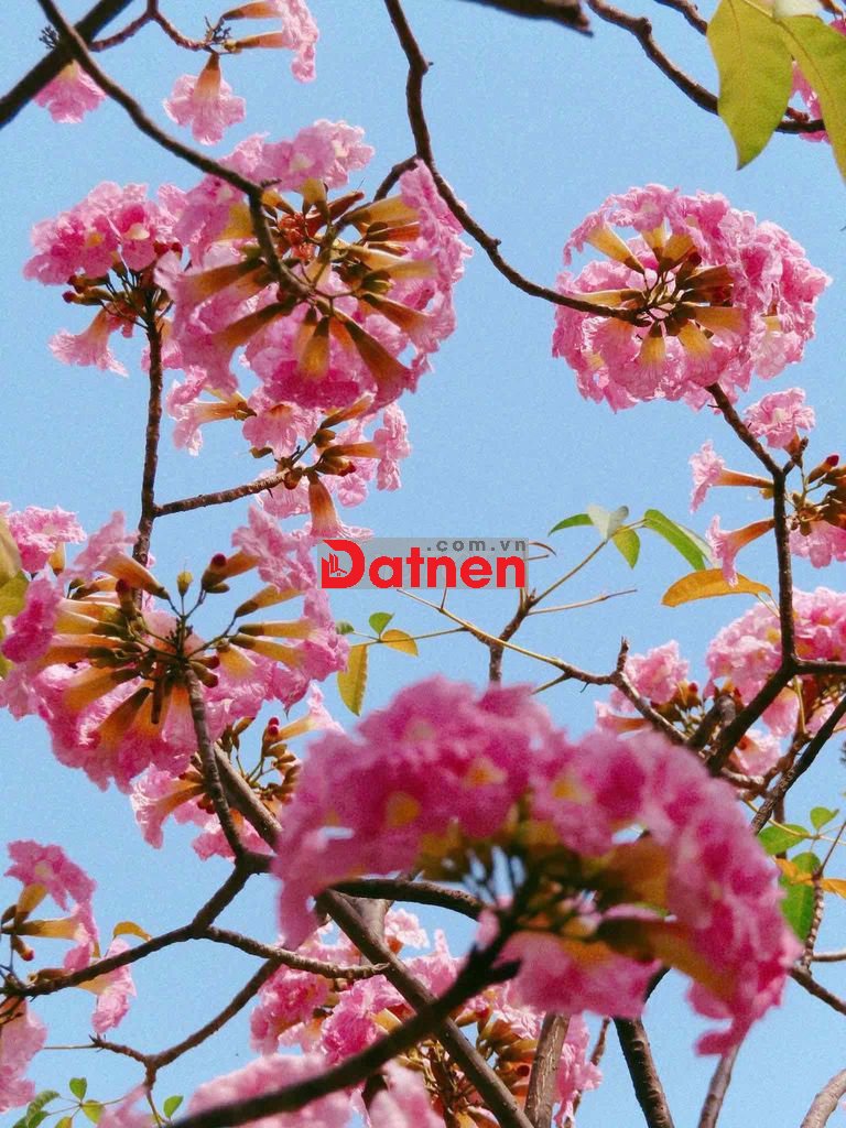 NHẬN BOOKING GIAI ĐOẠN 2 DỰ án HIỆP PHƯỚC HARBOUR VIEW