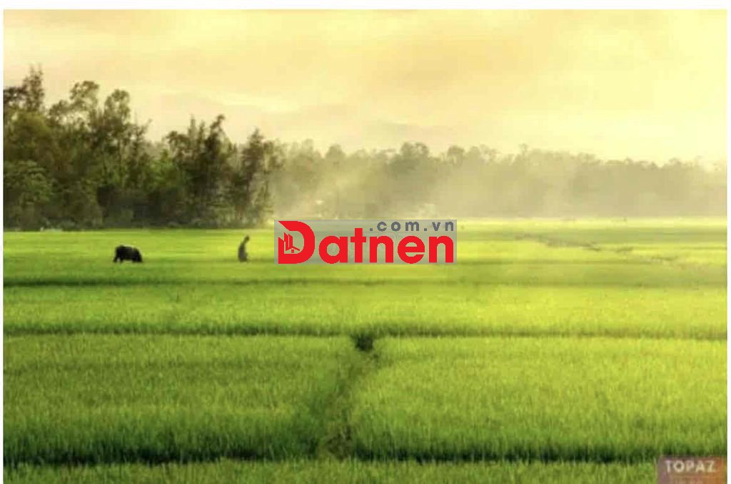 bán 10000m2 đất nông nghiệp ấp 2/6 Long Hậu giá 1ty150/1000m2