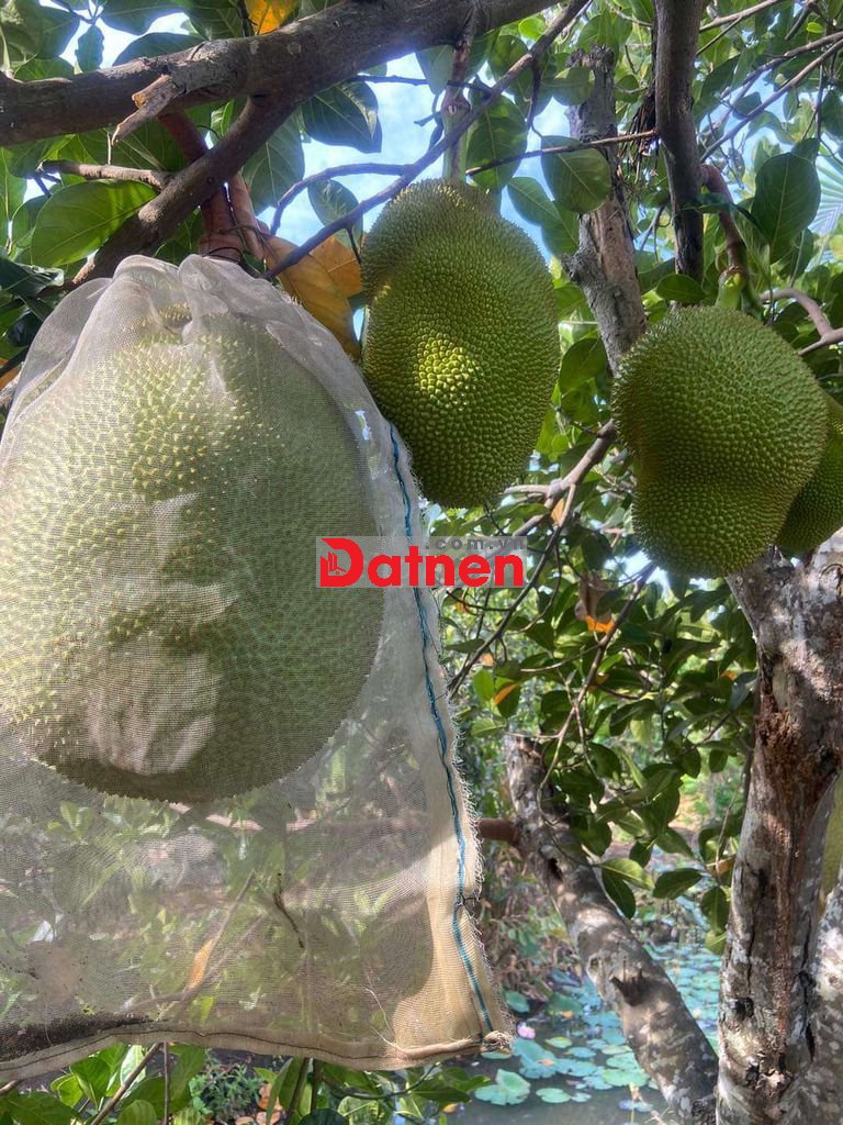 Bán đất vườn tân an - TDM, xây biệt thự, cây ăn trái quanh năm