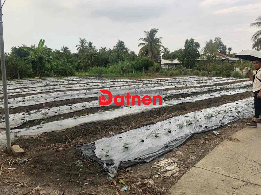 Khu đất vị trí vuông đẹp khu vực Tân Trụ, Long An