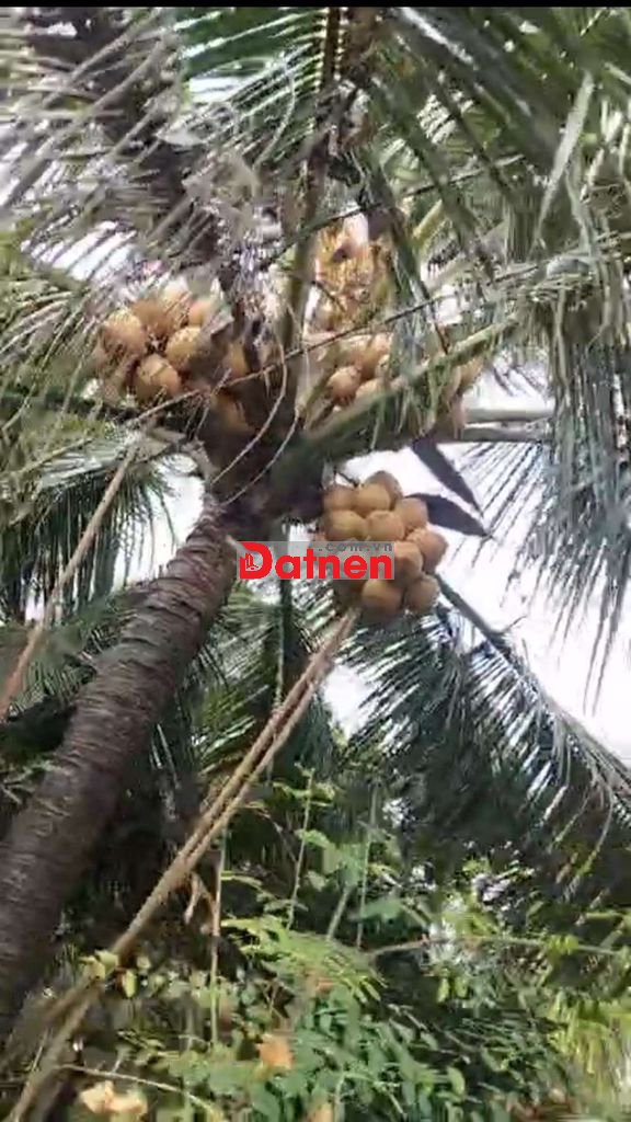 Bán nhanh trong tuần lô đất vườn dừa mã lai có thổ cư giá bèo