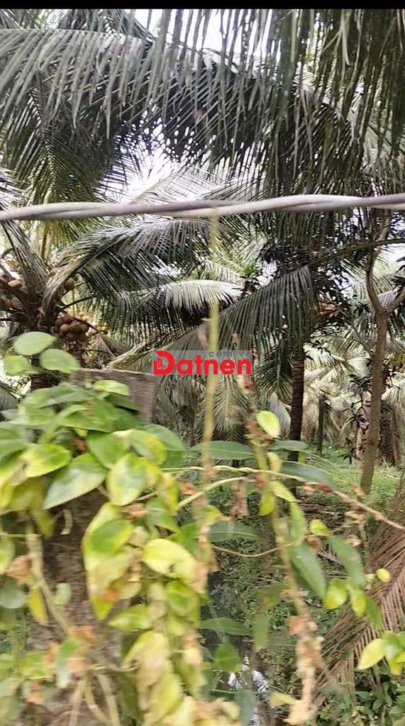 Bán lô đất thổ cư, trên đất trồng dừa mã lai, dòng tiền