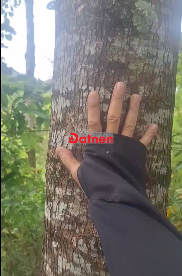 ĐẤT VƯỜN ĐẠ TẺH, LÂM ĐỒNG