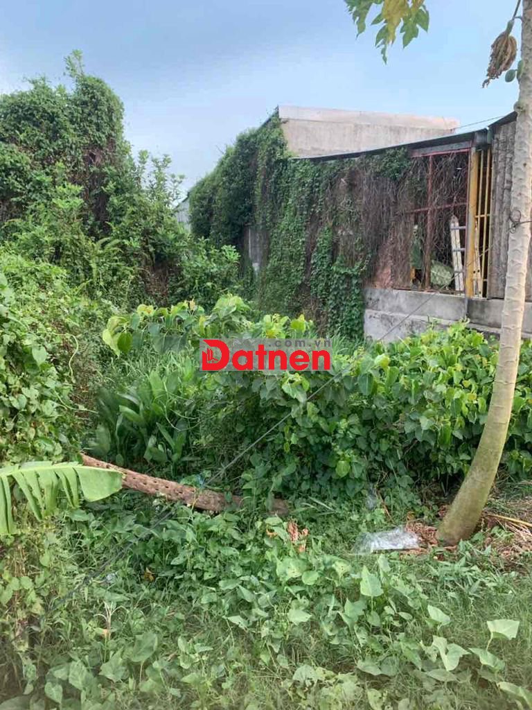 BÁN ĐẤT SỔ RIÊNG ĐẤT TRỒNG CẤY LÂU NẮM