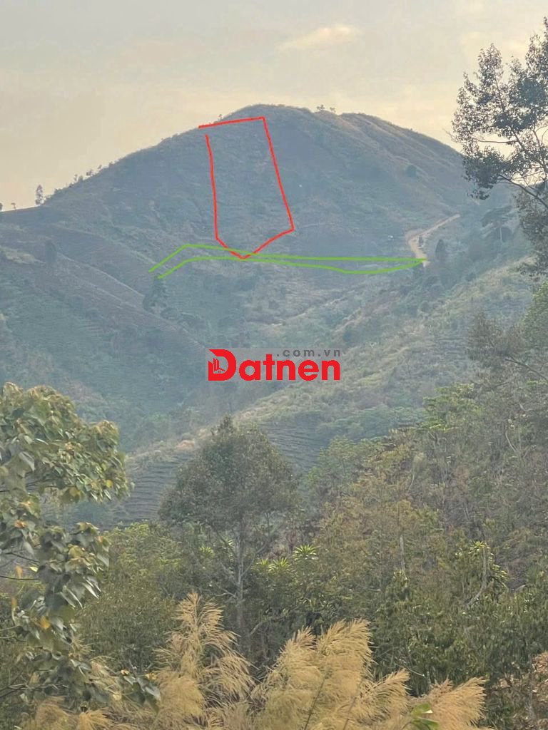 Bán đất trồng cây lâu năm