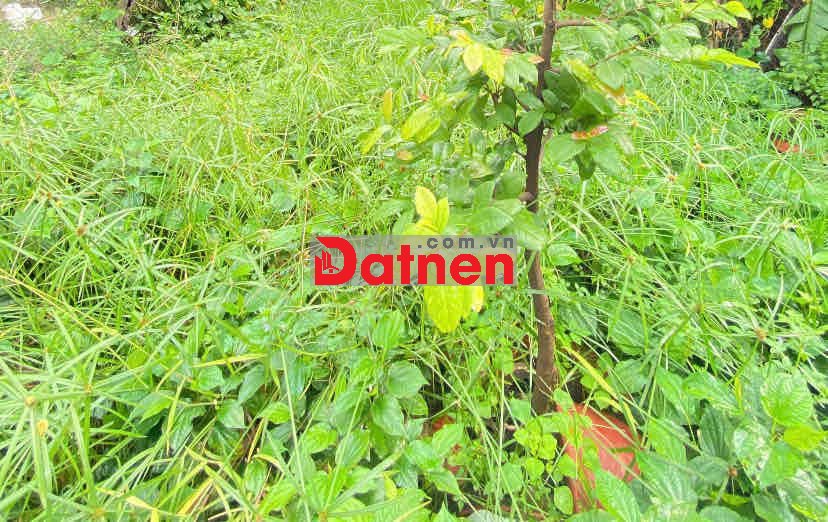 ĐẤTTHỔCƯ Đ HƯƠNGLỘ80B, Phường TTH,Q.12,dt100,9m2(5mx20m).Hẻm8m,💰6,1Tỷ