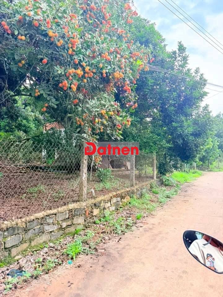 🌳BÁN GẤP VƯỜN CHÔM CHÔM NGON GẦN NGÃ TƯ DẦU GIÂY – GIÁ CHỈ 1,2 TỶ/SÀO🍃